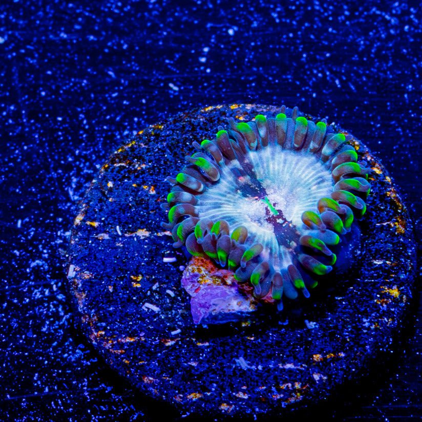 Milky Way Zoanthid - riptide aquaculture llc