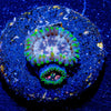 Milky Way Zoanthid