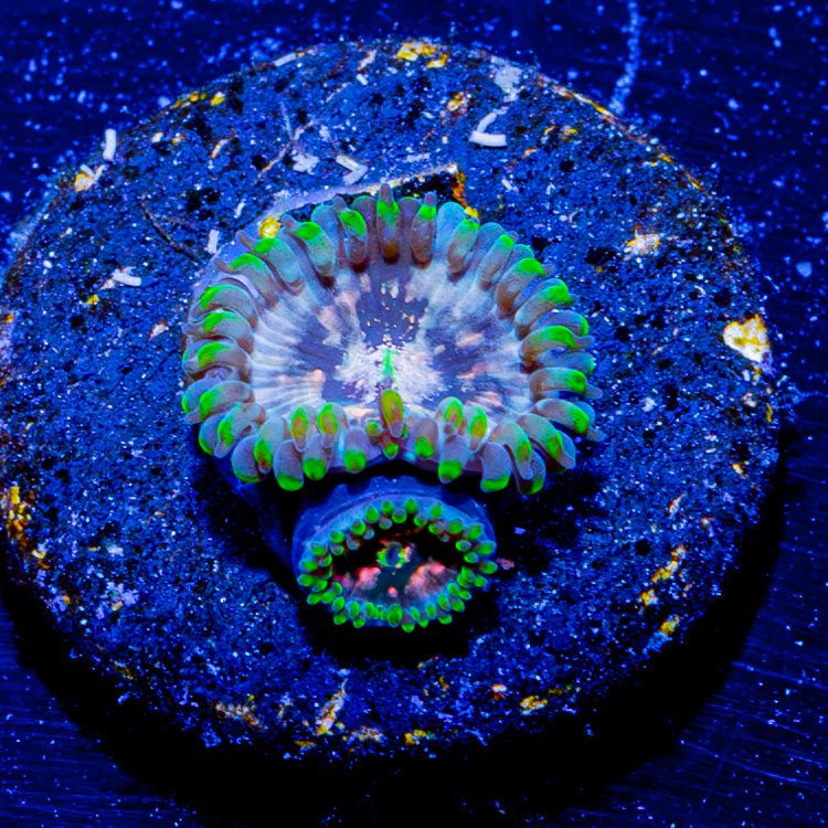 Milky Way Zoanthid