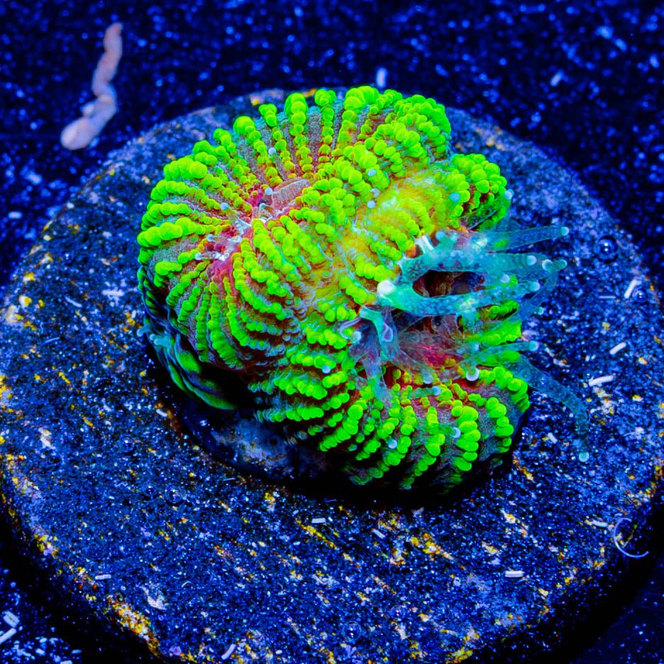 Hypnotic Favia - riptide aquaculture llc