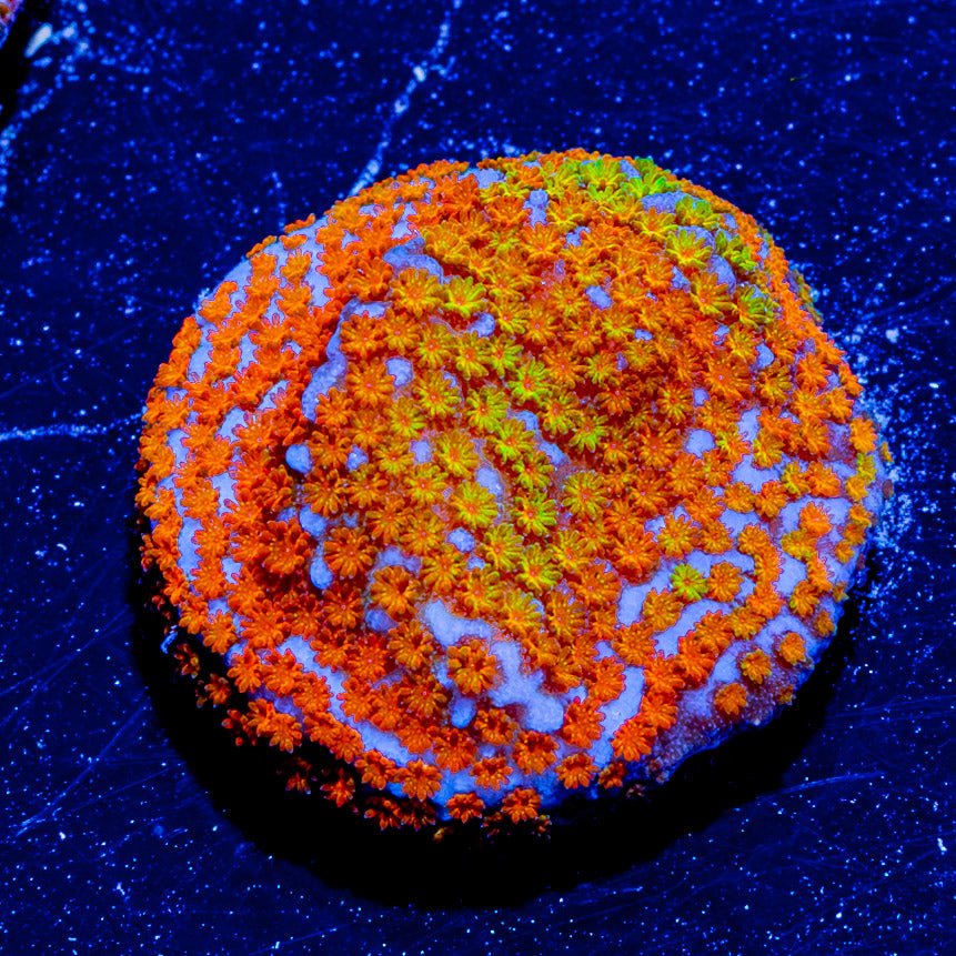 Fruity Pebbles Montipora - riptide aquaculture llc