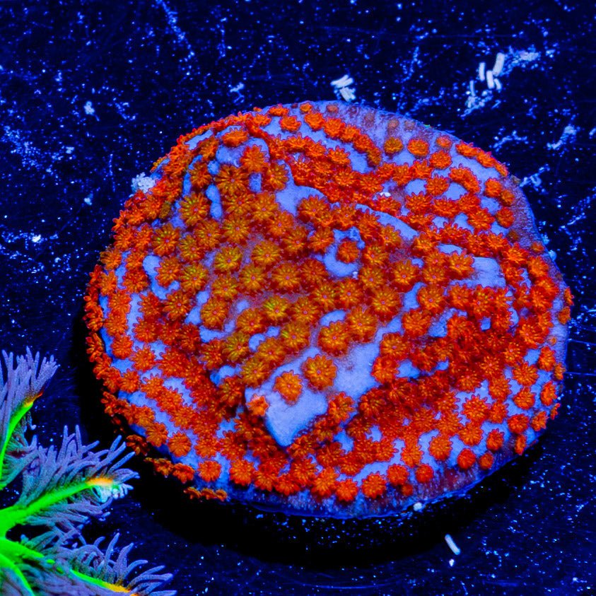 Rainbow Montipora