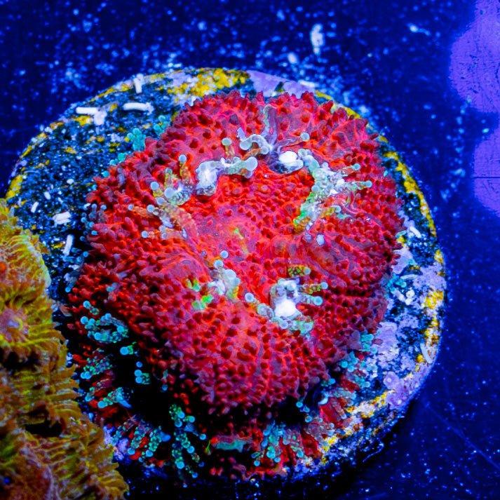 Heart Breaker Micromussa / Acan - riptide aquaculture llc