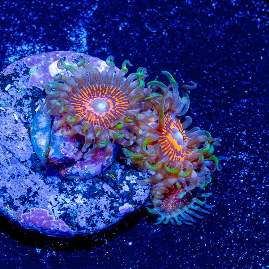 Aztec Warrior Zoanthid