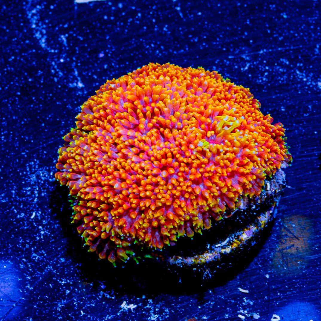 Rainbow Micro Goniopora - riptide aquaculture llc