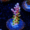 Paletta Pink Tip Acropora - riptide aquaculture llc