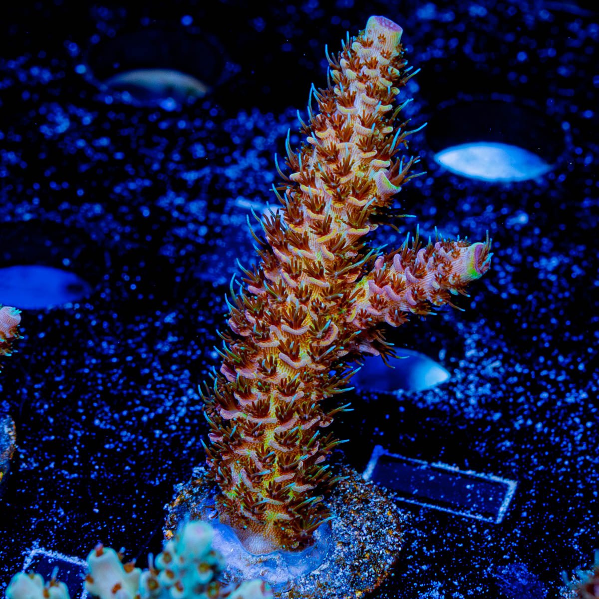 Dragon Scales Millepora - riptide aquaculture llc