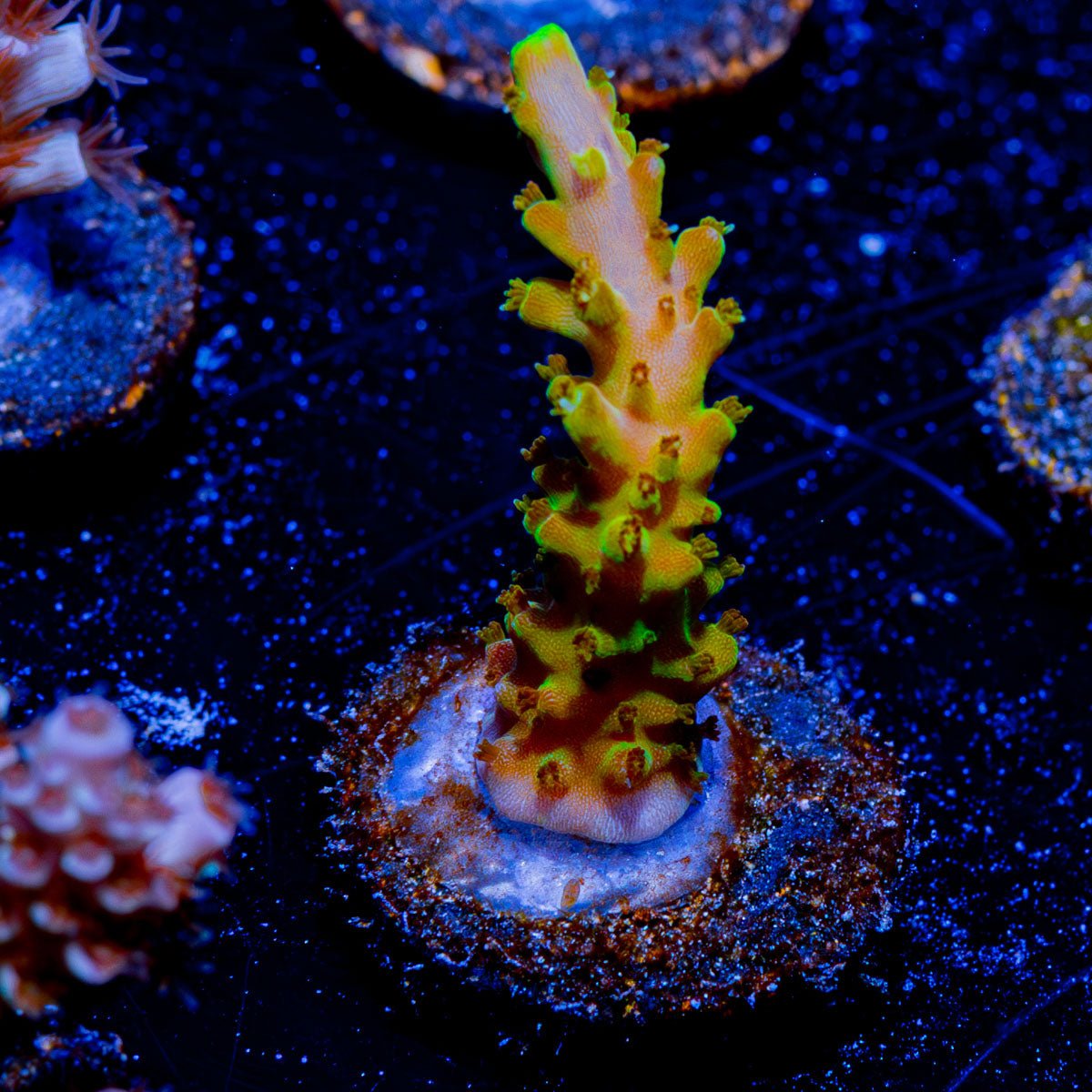 Fool Gold Acropora - riptide aquaculture llc