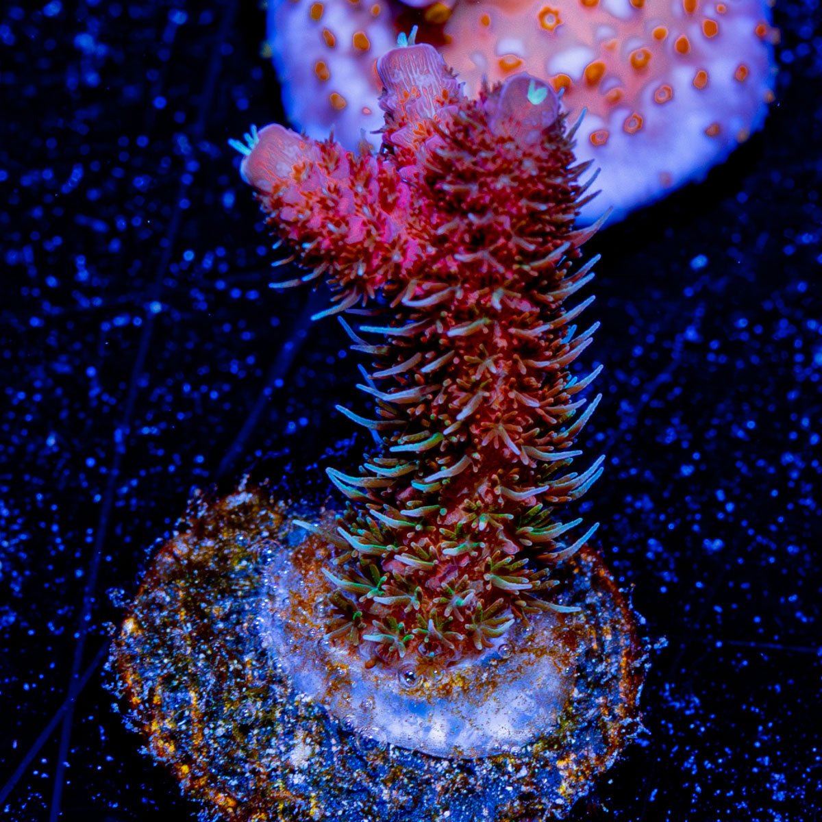 Rouge Millepora - riptide aquaculture llc