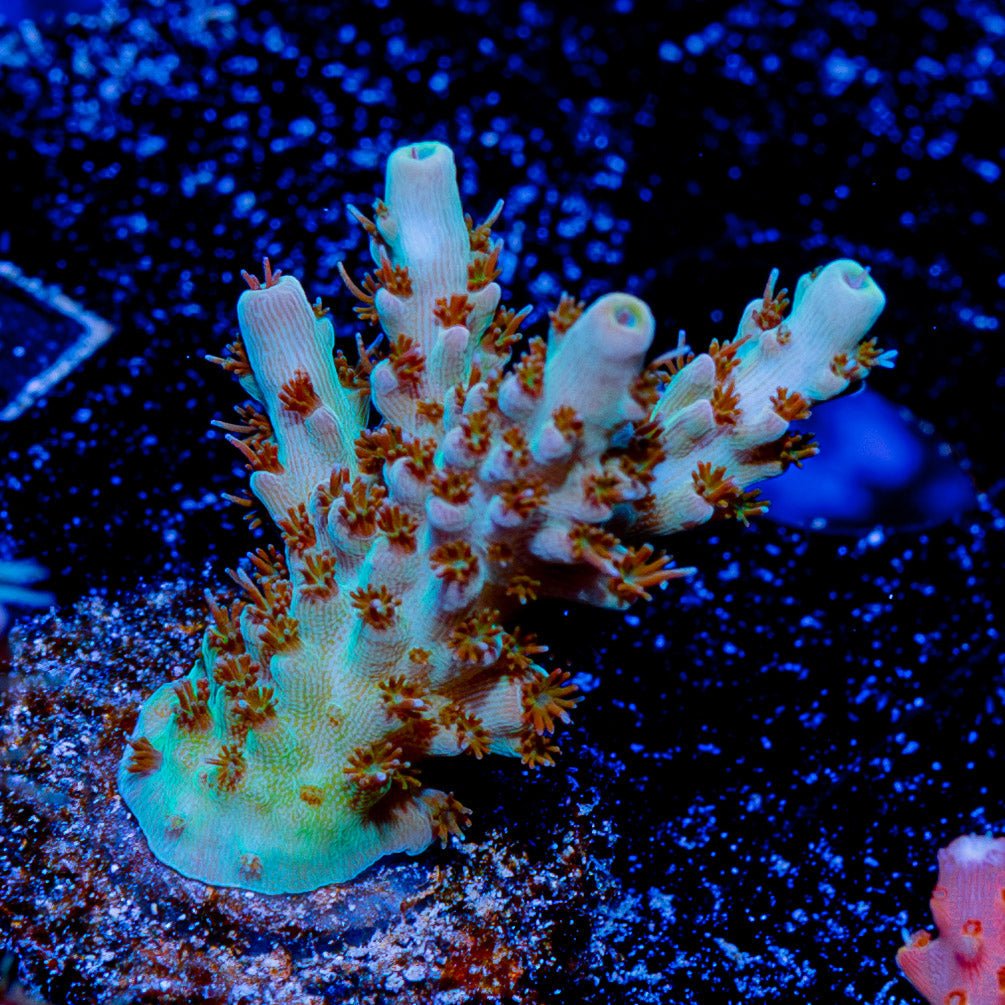 Flash Point Acropora - riptide aquaculture llc