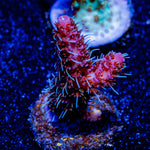 Who Dat Millepora - riptide aquaculture llc