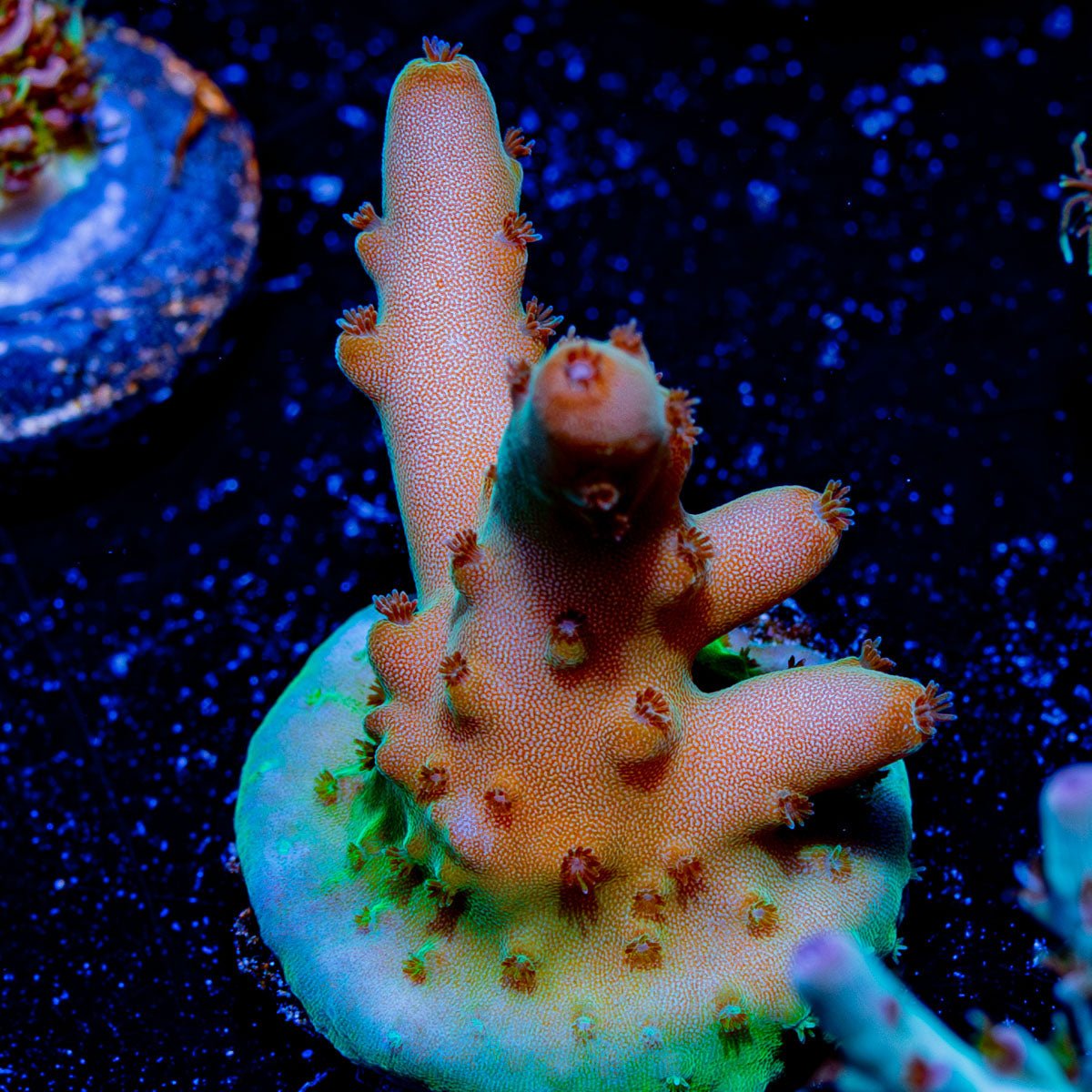 Banana Hands Acropora - riptide aquaculture llc