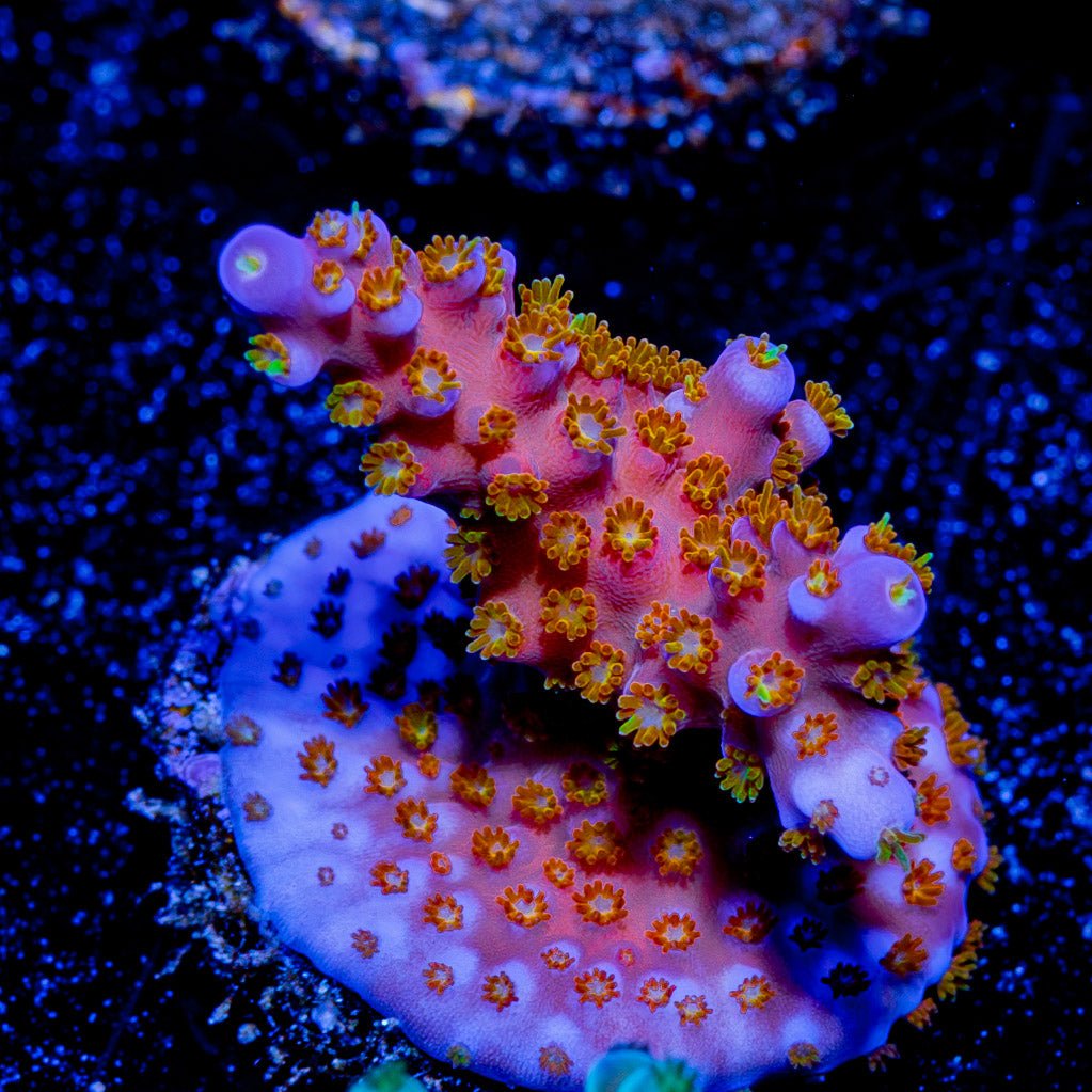 ACR Firework Acropora