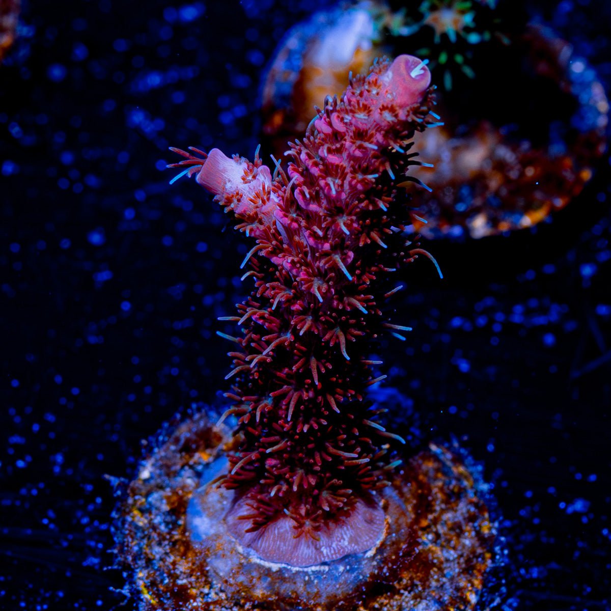 Rouge Millepora - riptide aquaculture llc