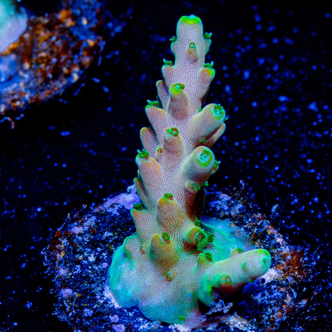 Bali Shortcake Acropora - riptide aquaculture llc