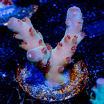 Banana Hands Acropora - riptide aquaculture llc