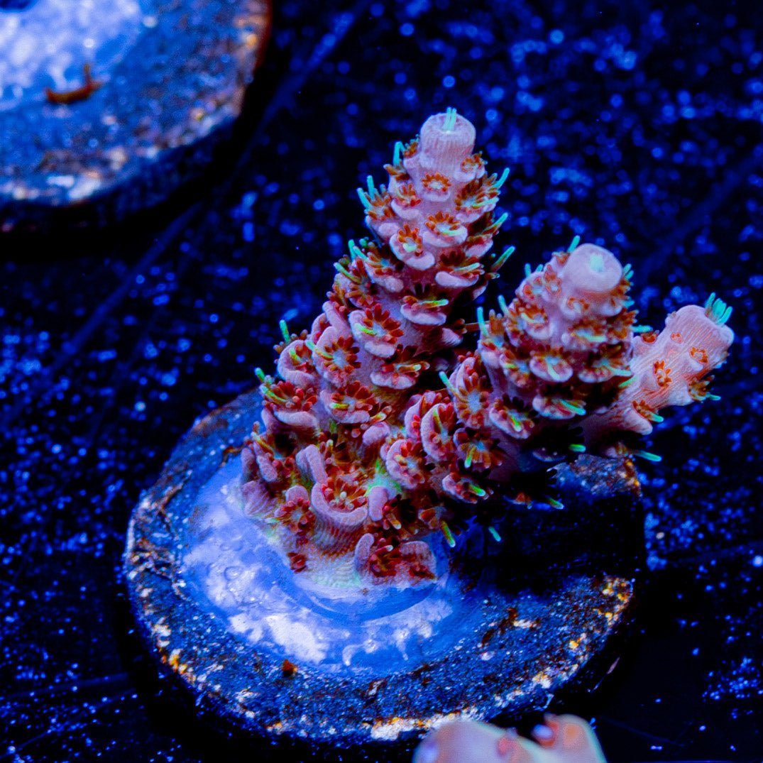 Robot Santa Claus Acropora - riptide aquaculture llc