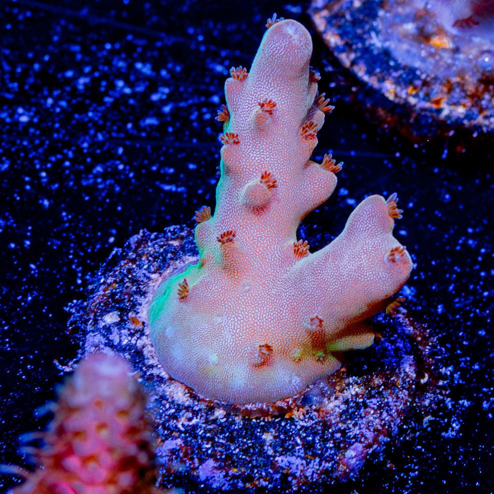 Banana Hands Acropora - riptide aquaculture llc