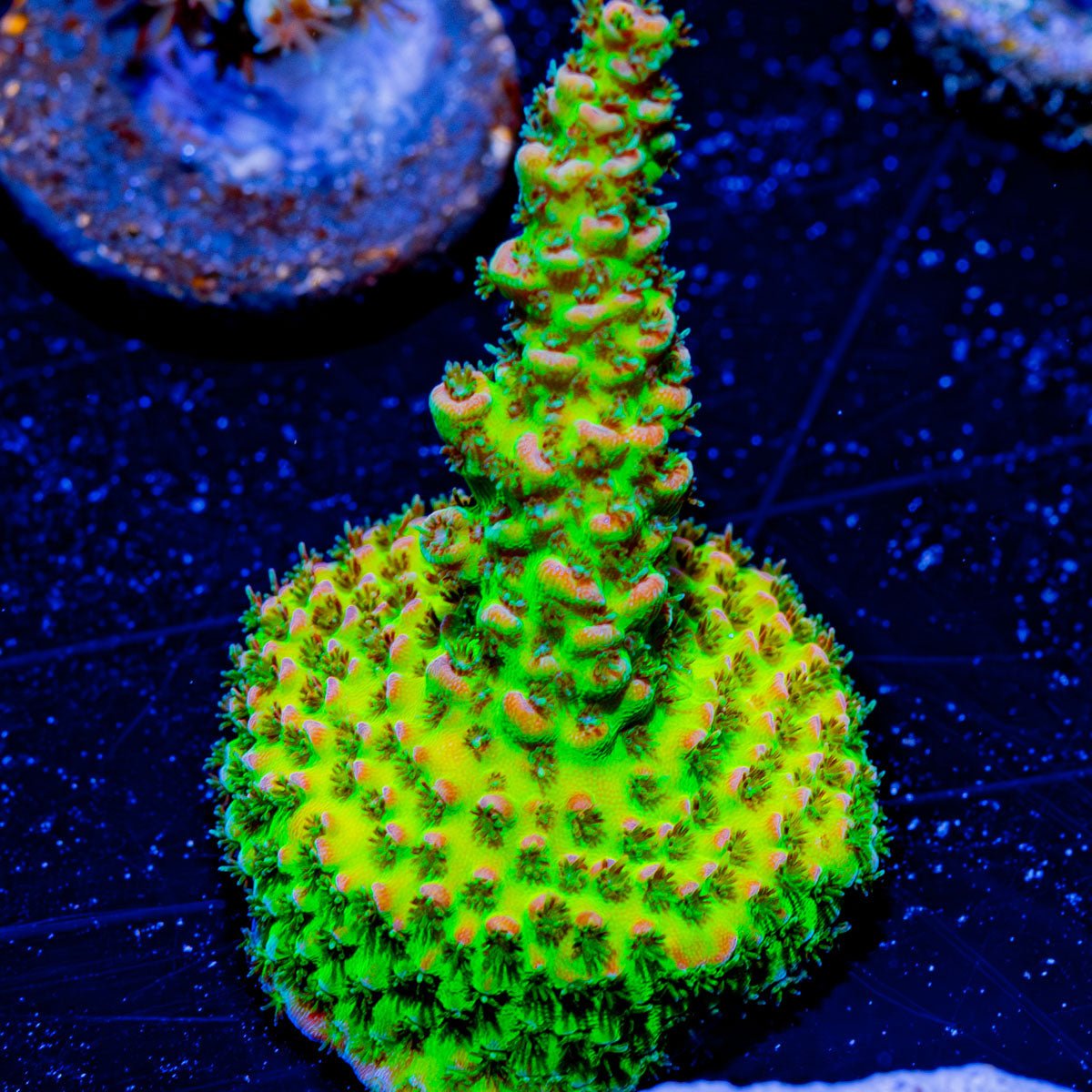 Robot Santa Claus Acropora - riptide aquaculture llc