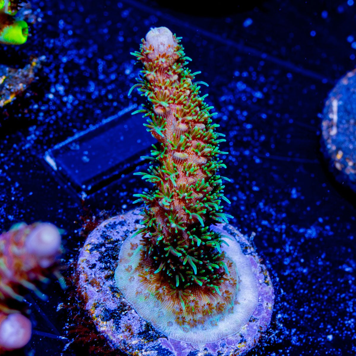 Pink Fuzz Millepora - riptide aquaculture llc