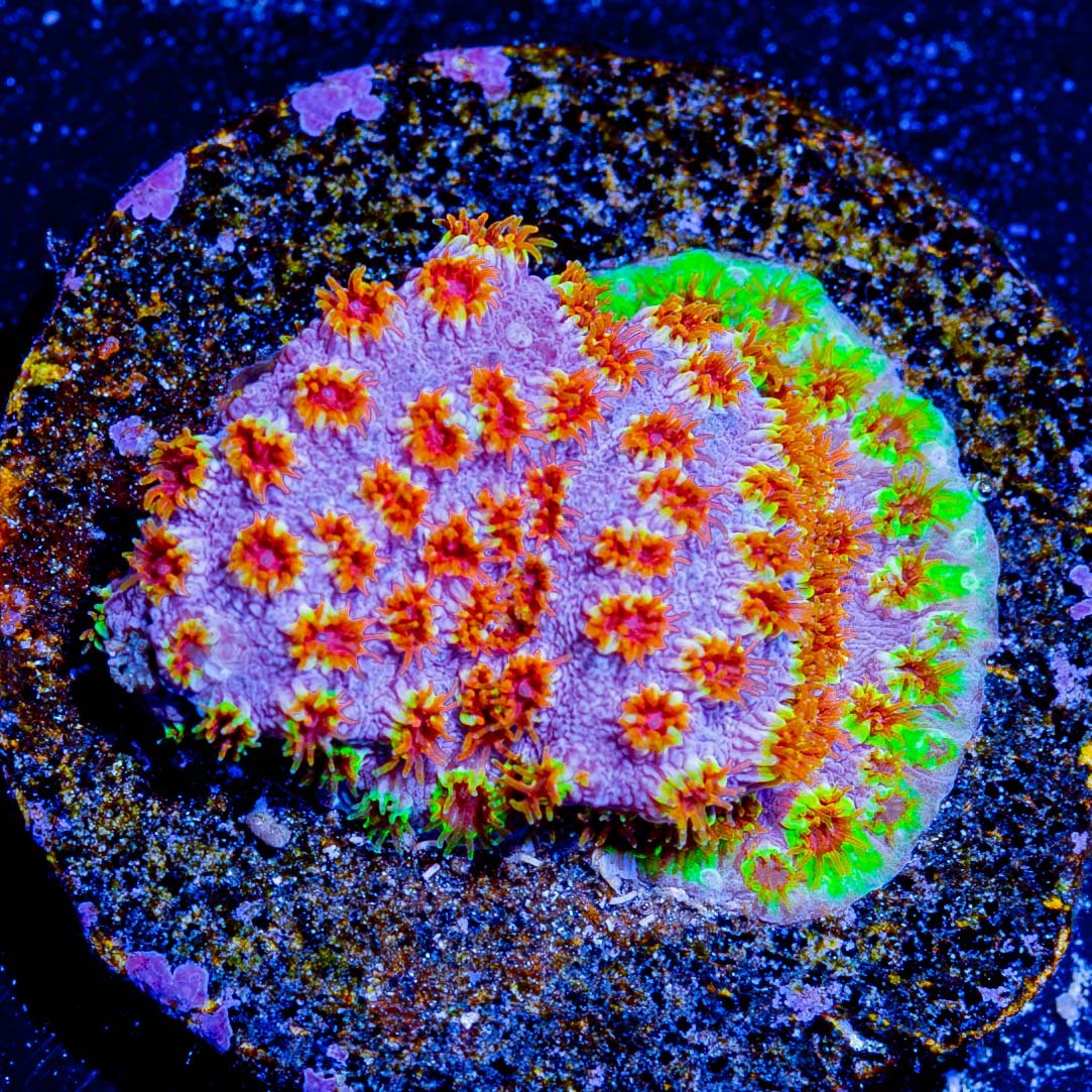 Skittles Bomb Cyphastrea