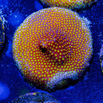 WWC Close Encounter Stylocoeniella - riptide aquaculture llc