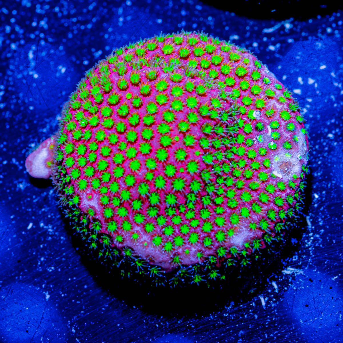 WWC Electric Daisy Stylocoeniella - riptide aquaculture llc