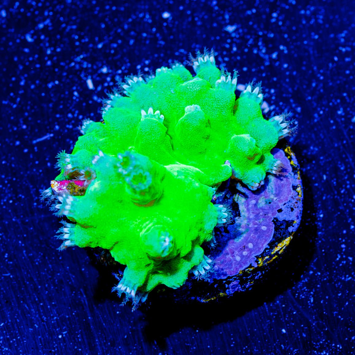 WWC Neon Cabbage Leather - riptide aquaculture llc