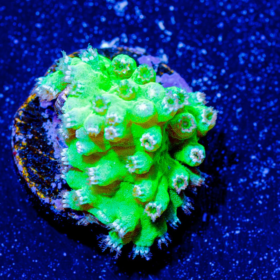 WWC Neon Cabbage Leather