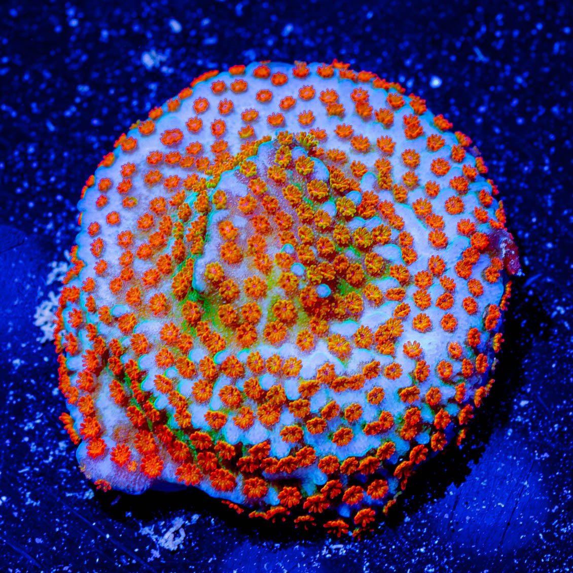 Fruity Pebbles Montipora