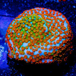 Aquaman Montipora - riptide aquaculture llc