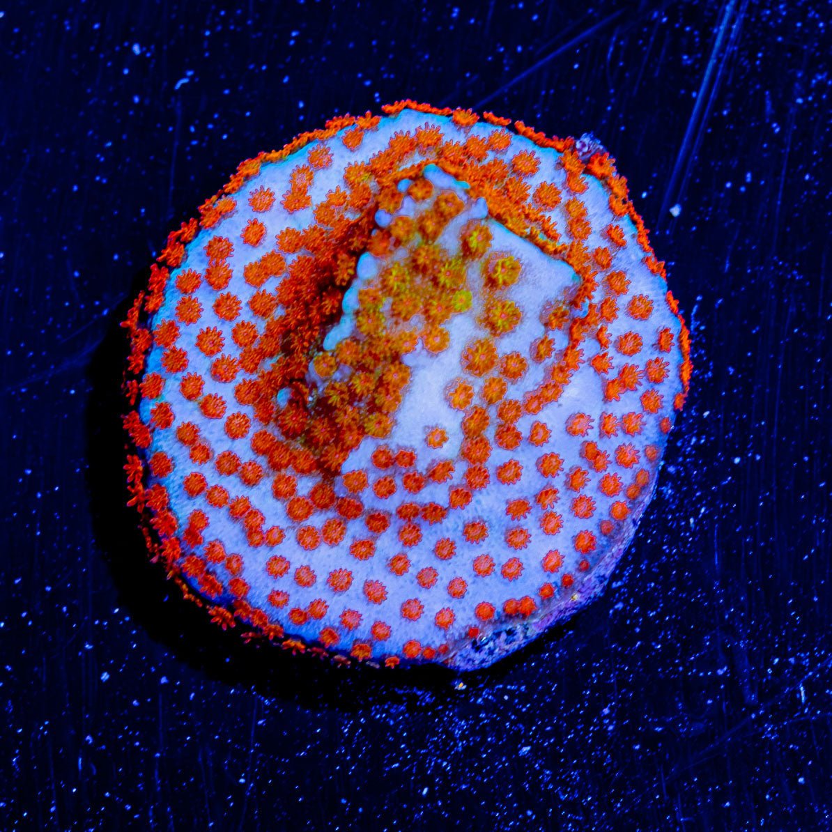 Fruity Pebbles Montipora