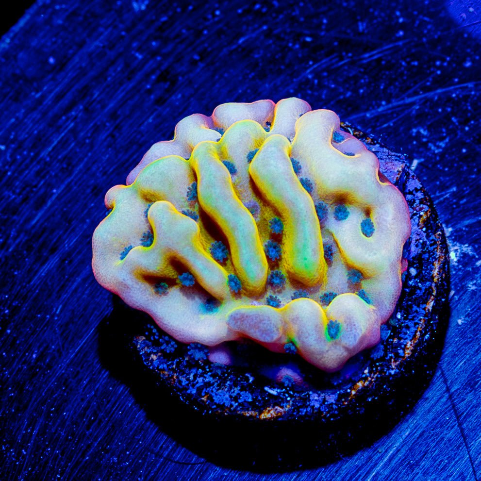 ASD Rainbow Phoenix Montipora - riptide aquaculture llc