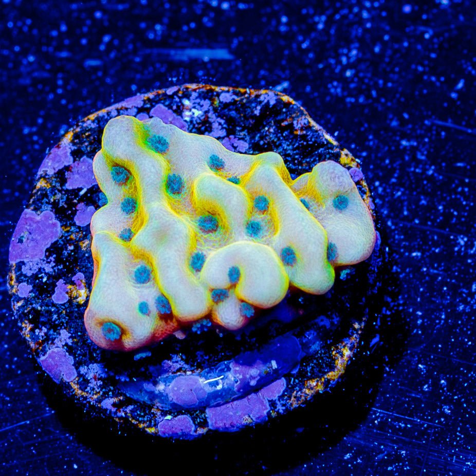 ASD Rainbow Phoenix Montipora