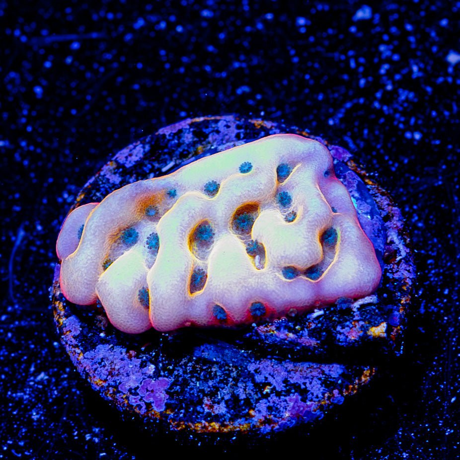 ASD Rainbow Phoenix Montipora - riptide aquaculture llc