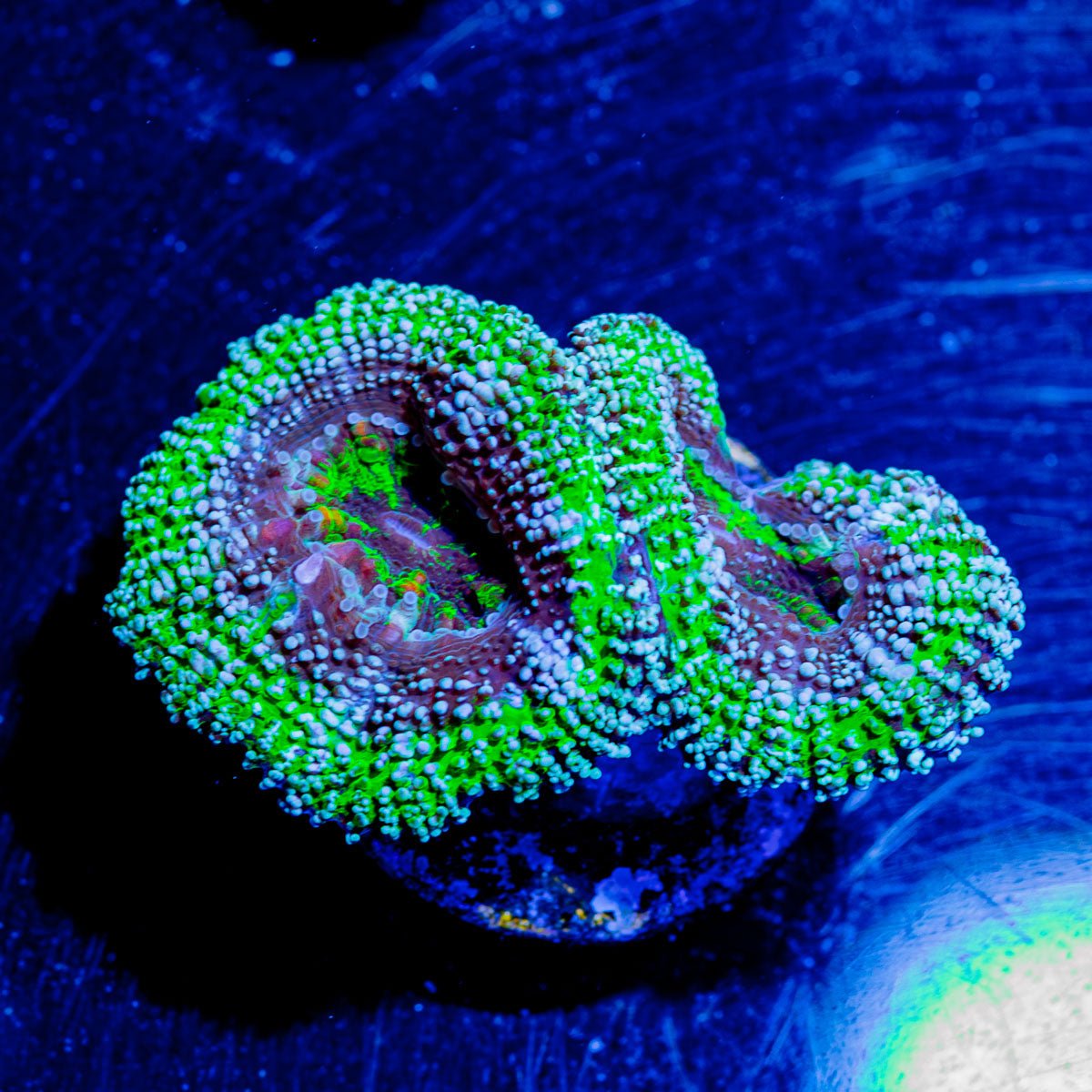 Micromussa / Acan - riptide aquaculture llc