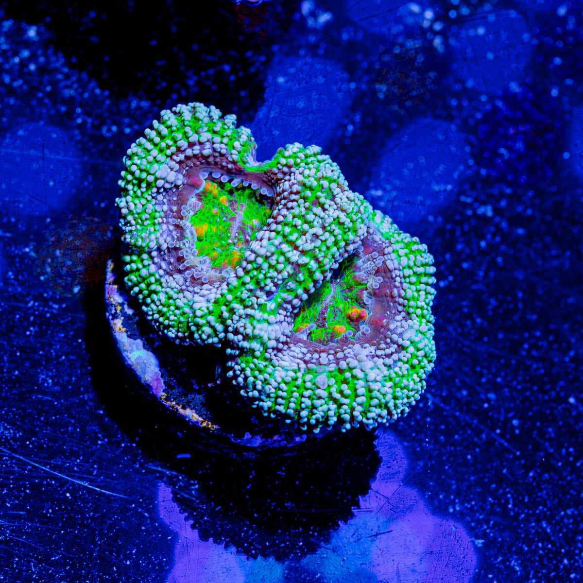 Micromussa / Acan