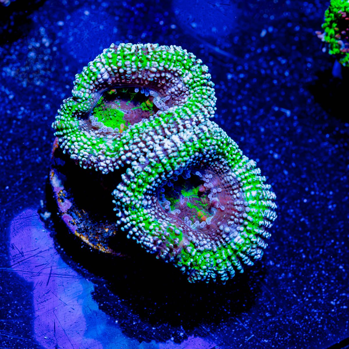 Micromussa / Acan