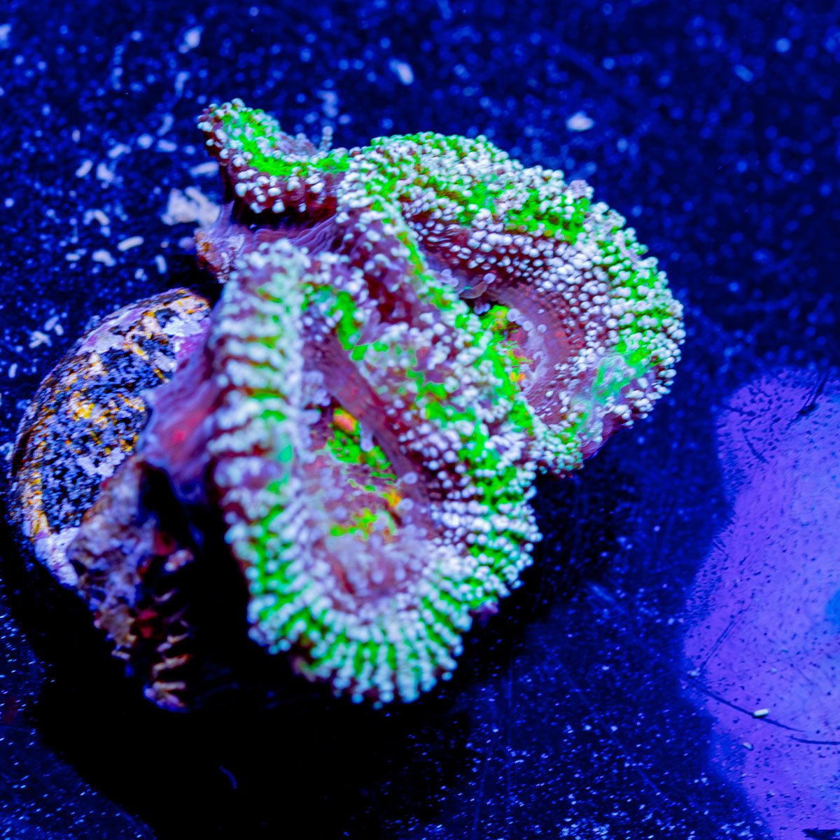 Micromussa / Acan - riptide aquaculture llc