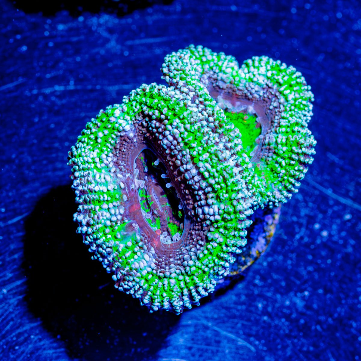 Micromussa / Acan - riptide aquaculture llc