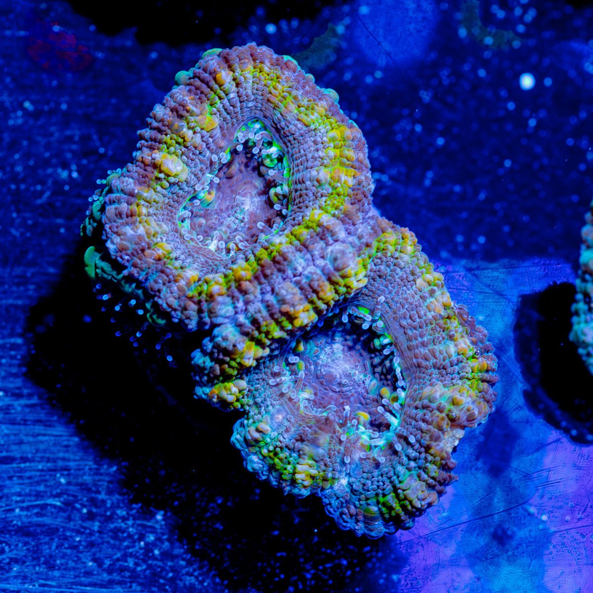 Micromussa / Acan