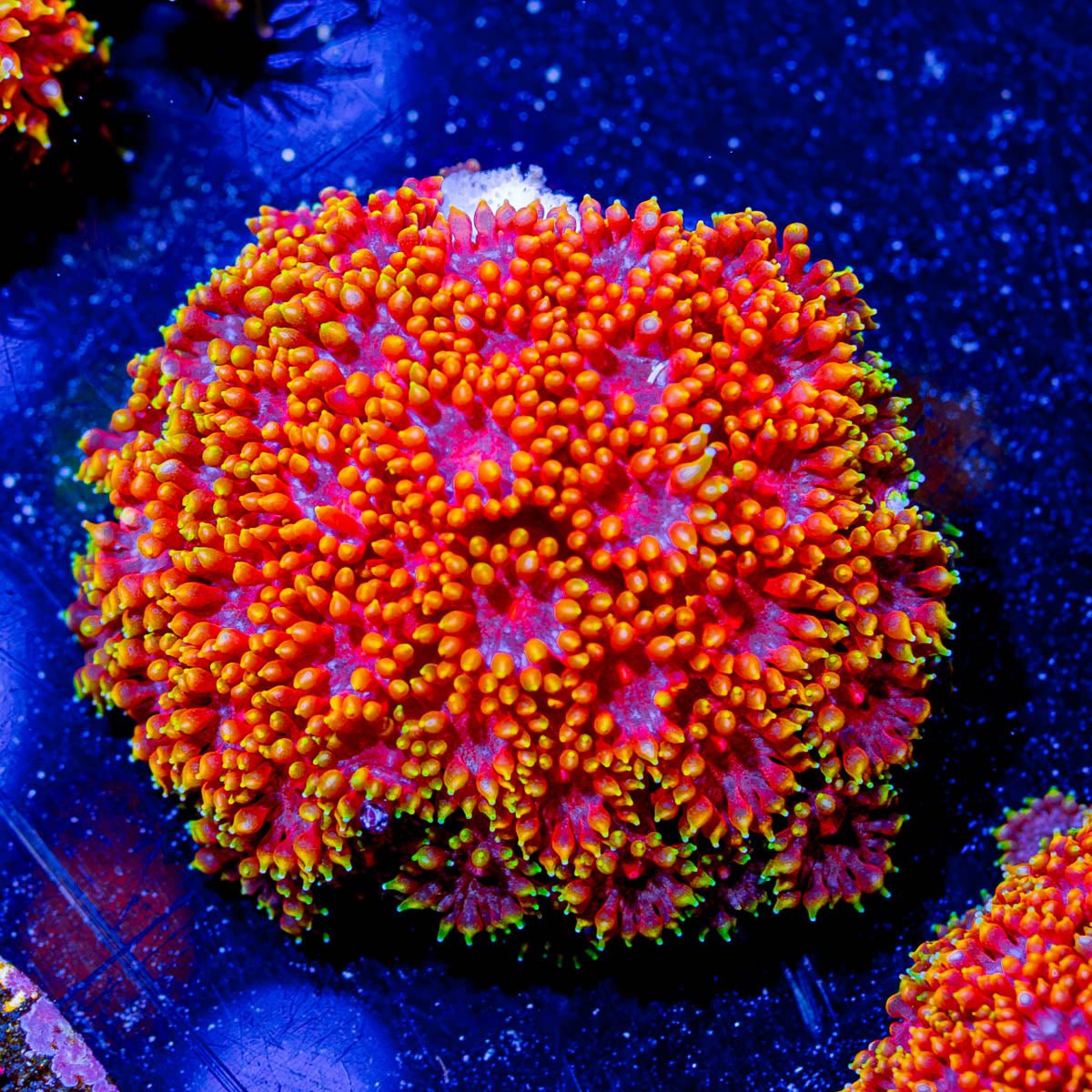 Rainbow Micro Goniopora