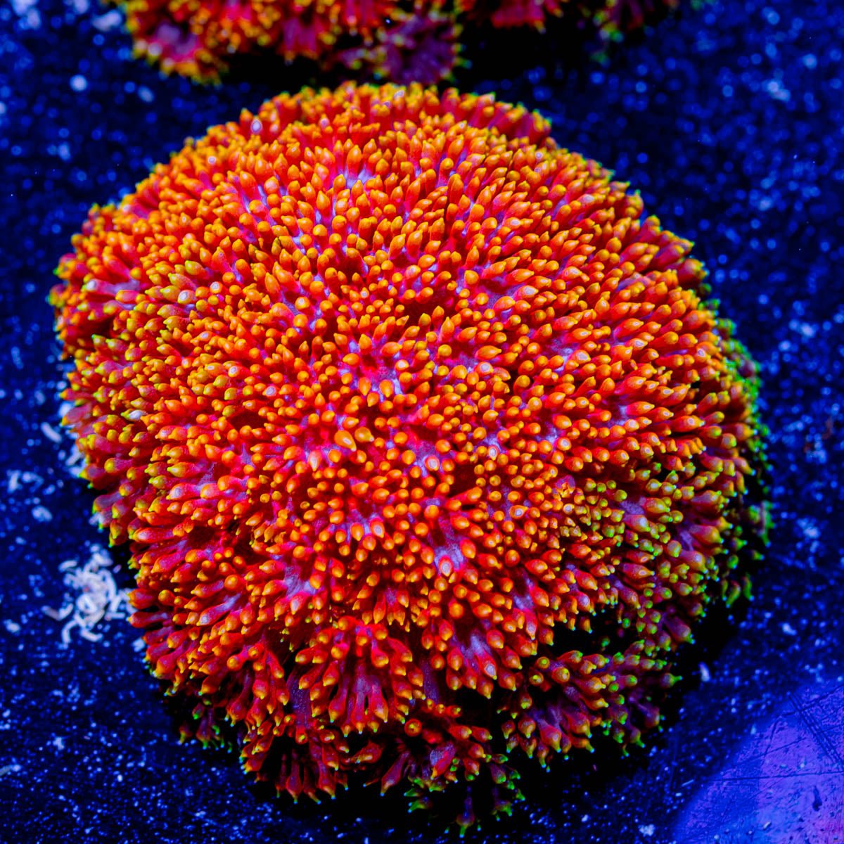 Rainbow Micro Goniopora