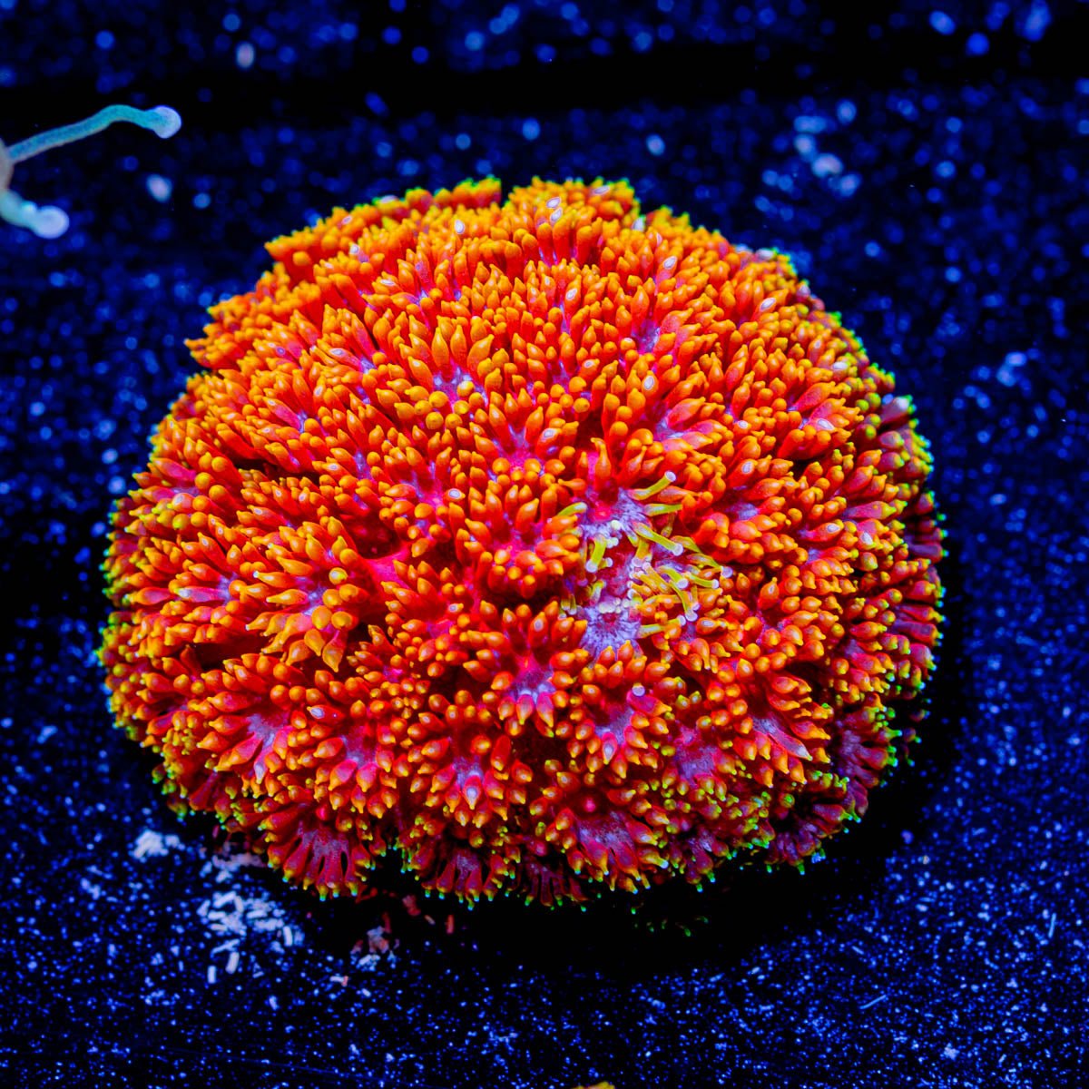 Rainbow Micro Goniopora