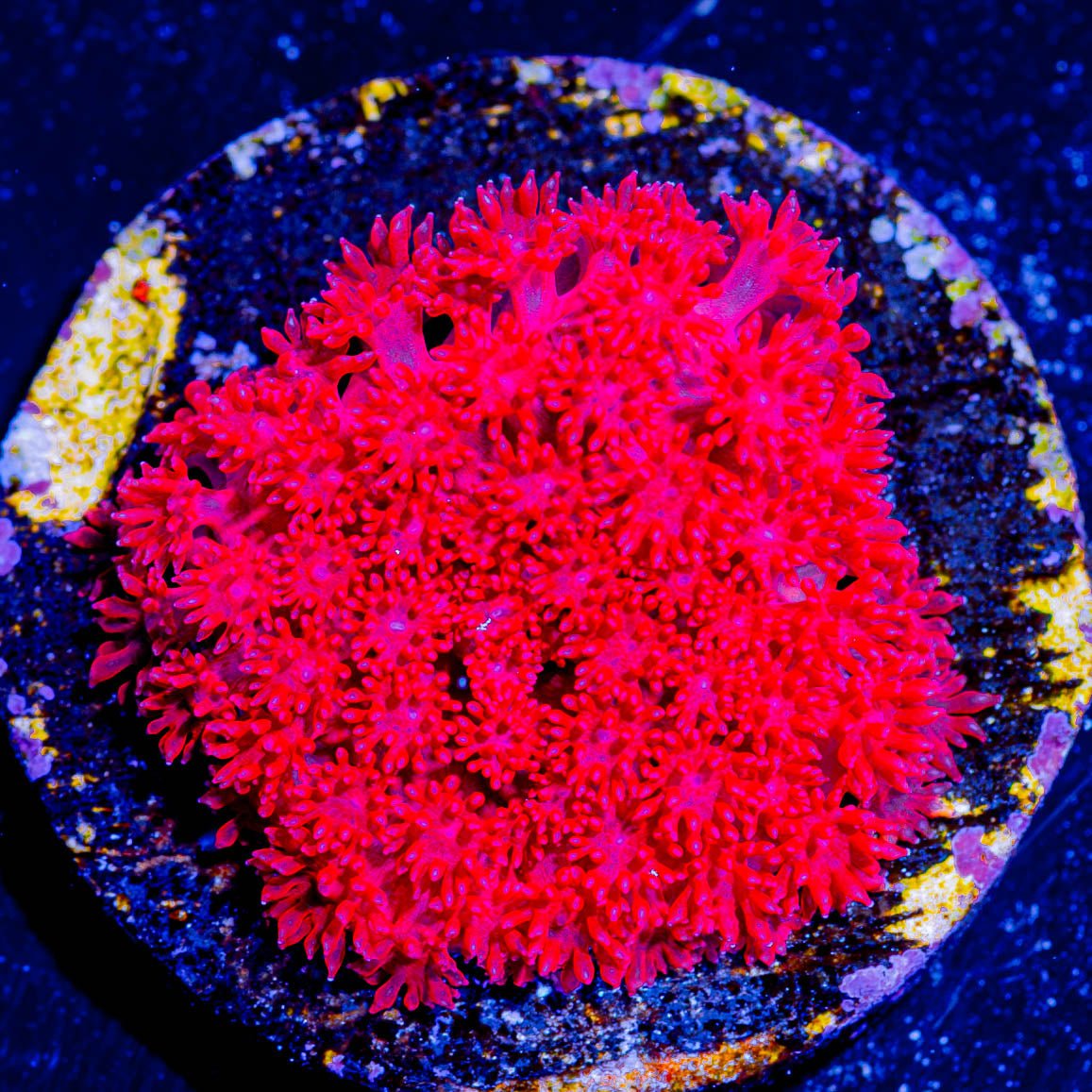 Ruby Micro Goniopora - riptide aquaculture llc