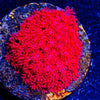 Ruby Micro Goniopora - riptide aquaculture llc