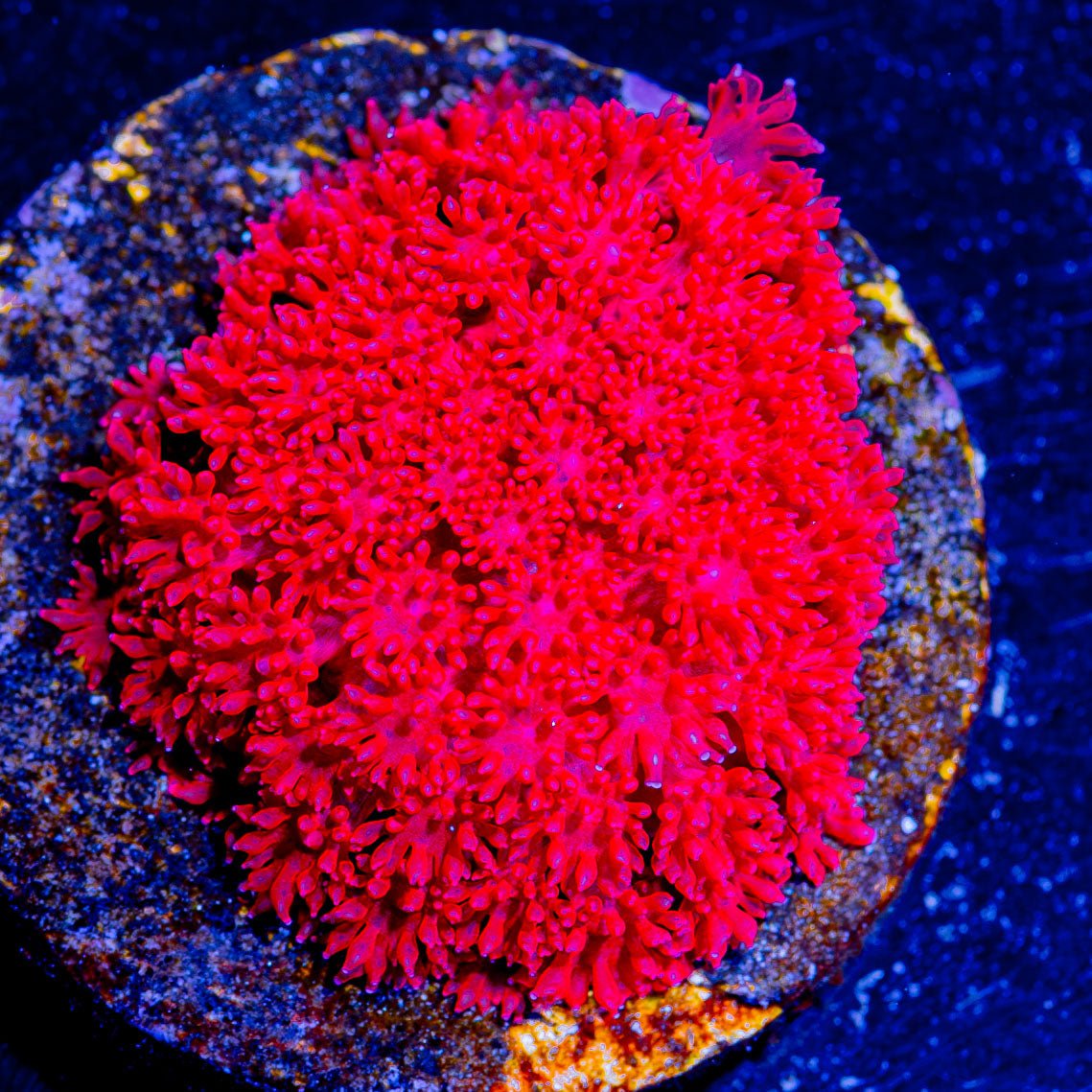 Ruby Micro Goniopora - riptide aquaculture llc