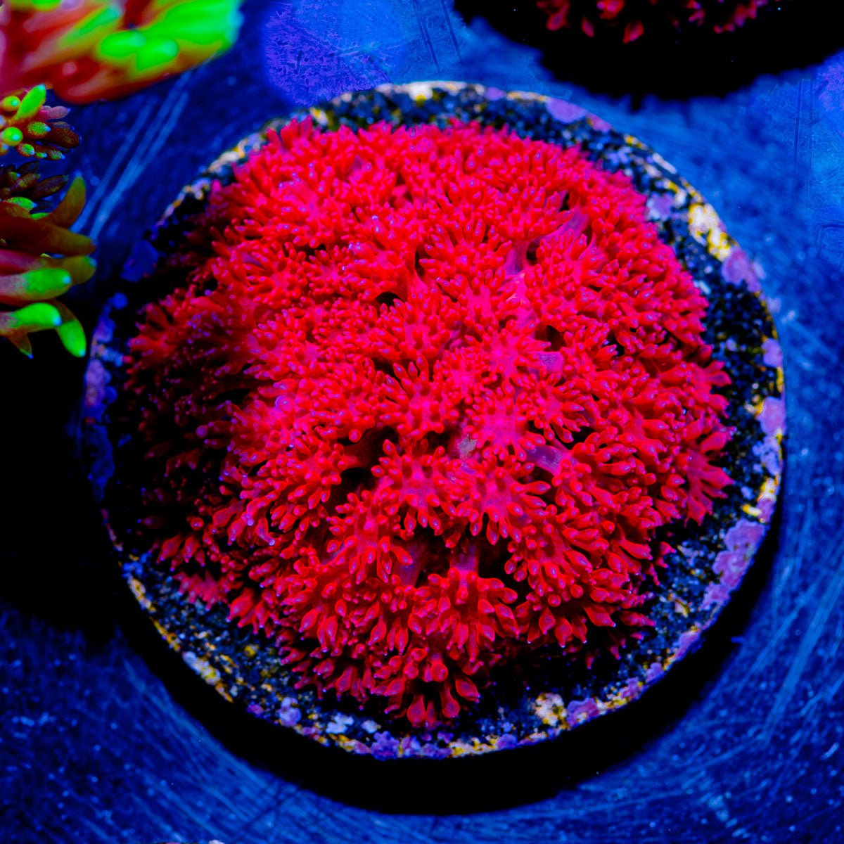 Ruby Micro Goniopora