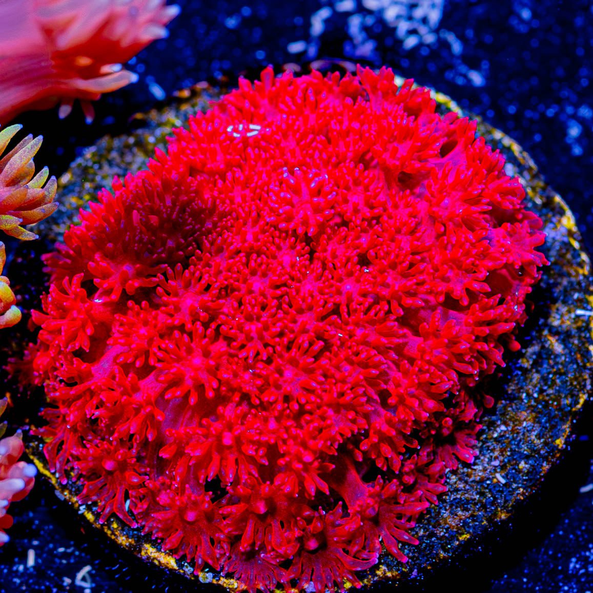 Ruby Micro Goniopora