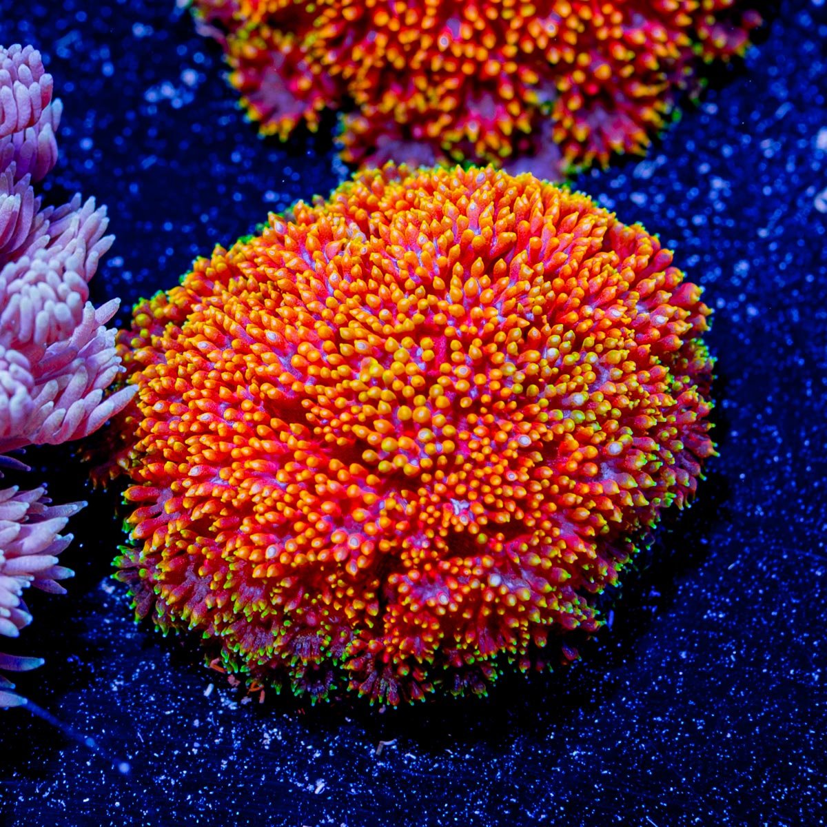 Rainbow Micro Goniopora